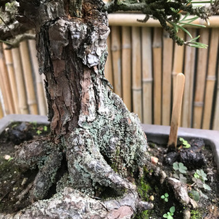 格安、赤松盆栽　（実生　樹齢40年、樹高38cm.樹幅32cm）の画像