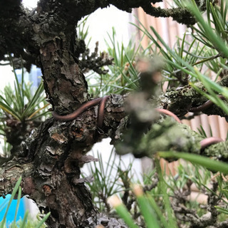 格安、赤松盆栽　（実生　樹齢40年、樹高38cm.樹幅32cm）の画像