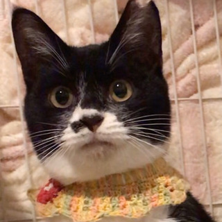 かわいいマスク猫ちゃん