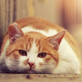 【明石市】12/21＊12/29猫好きさん集まれ♡︎猫カフェ婚活...