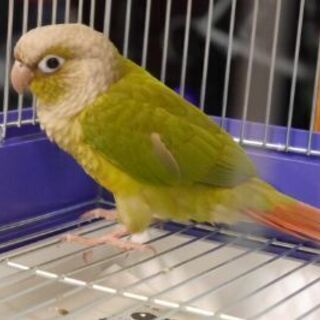 ウロコインコを迷子にしてしまいました