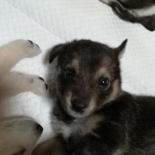 10月22日台風の日に生まれました。野犬の赤ちゃん9匹保護しました。