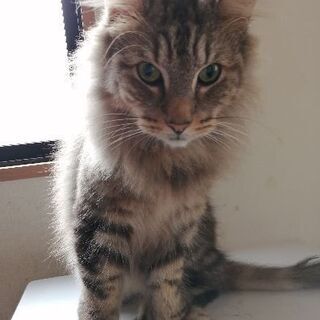 7歳、ノルウェージャンフォレストキャット