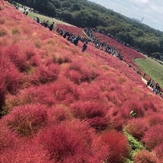 高時給🌸携帯関係！車関係🚗簡単お仕事☘初心者OK👌