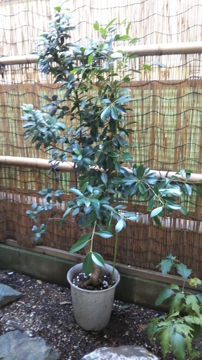 （お取り引き中）ガジュマルの植木（鉢植え）