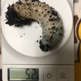 ヘラクレスヘラクレス ♂三匹の画像