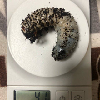 ヘラクレスヘラクレス ♂三匹の画像