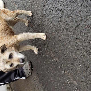 迷い犬を保護しました。