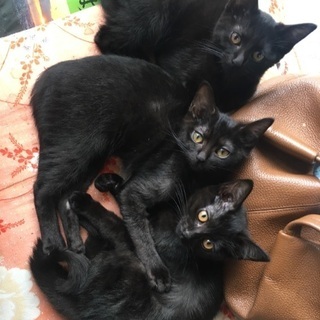 黒猫 1歳半