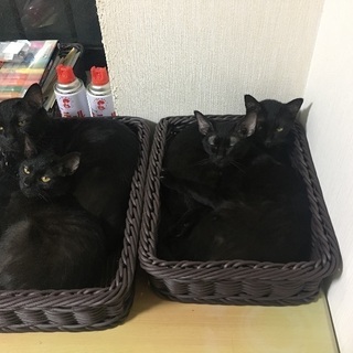 黒猫 1歳半 - 高島市