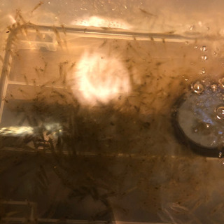 スジエビ　シラサエビ　釣り