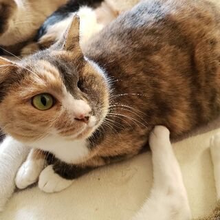 片眼の甘えん坊さん♪ ボブテイル＆パステル三毛のミーミちゃん♪
