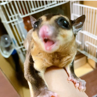 小動物・爬虫類好きな方！！