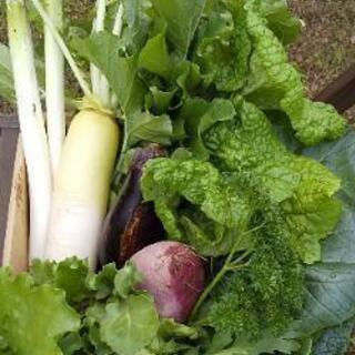 農家⭐️野菜作り⭐️果樹⭐️作っている方募集
