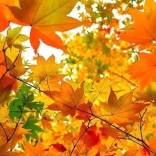 名城公園 紅葉狩り🍁