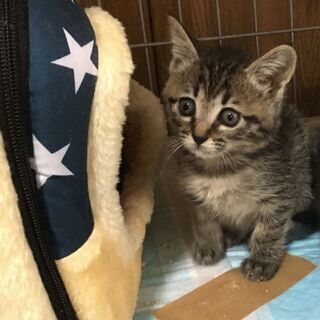 まんまる顔・キジトラ♪コロコロ仔猫♪2ヶ月
