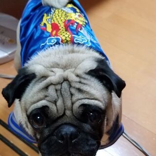 犬友達募集