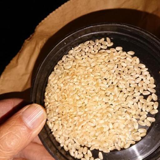 農家自家用コシヒカリ(残り1袋になりました。)