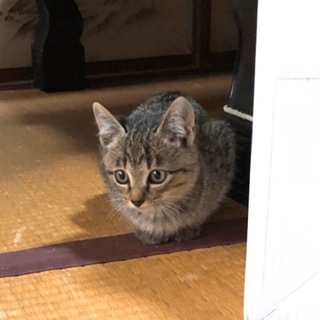 野良猫が産んだ子達・生後2ヶ月