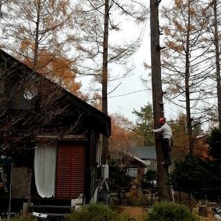伐採、抜倒、承ります。