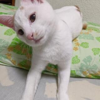 里親募集してます!宜しくお願いします