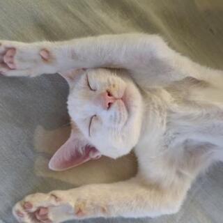 里親募集してます!宜しくお願いします - 猫