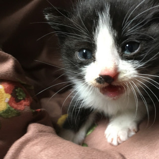 決まりました 子猫の里親募集です