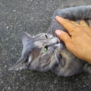 避妊済み猫さん