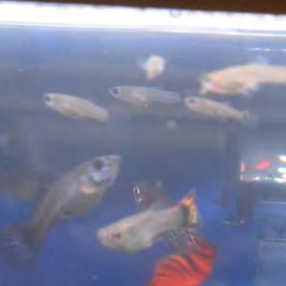 無料！水槽付き！グッピー 熱帯魚  水槽付き