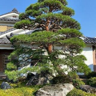 🌱庭木剪定　除草　消毒🌱1本からでもOKです