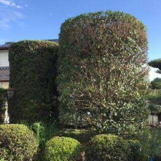 🌱庭木剪定　除草　消毒🌱1本からでもOKです - 笛吹市