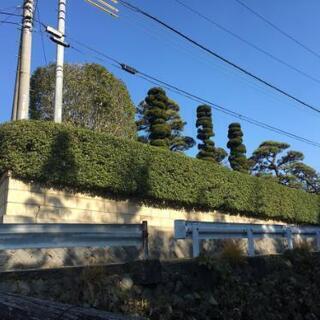 🌱庭木剪定　除草　消毒🌱1本からでもOKです − 山梨県