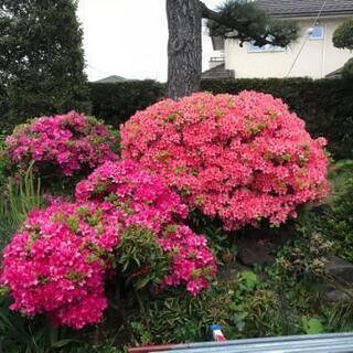 🌱庭木剪定　除草　消毒🌱1本からでもOKです - 地元のお店
