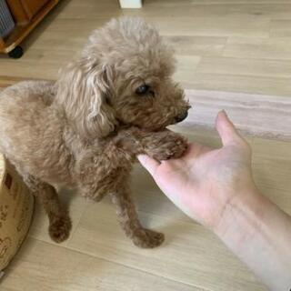 ちっちゃなトイプードル【トライアルに入ります】