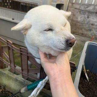 白柴まるちゃん(里親さん決まりそう)