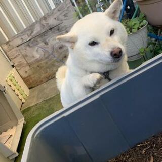 白柴まるちゃん(里親さん決まりそう) - 犬