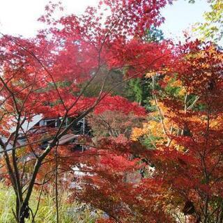 紅葉狩り行きませんか🍁