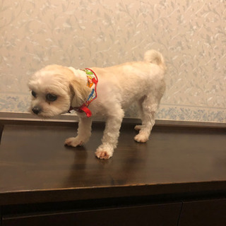 ペットを譲ります。