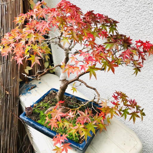 盆栽　山もみじ（実生）樹齢 20年、樹高48cm.樹幅42cm