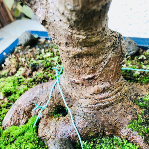 盆栽 山もみじ（実生）樹齢 20年、樹高48cm.樹幅42cm 【公式通販】