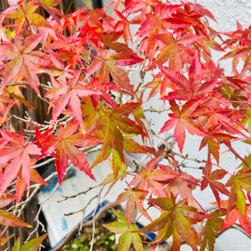 盆栽 山もみじ（実生）樹齢 20年、樹高48cm.樹幅42cm 【公式通販】