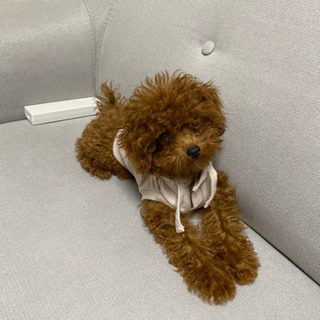 女性の犬友探してます💕