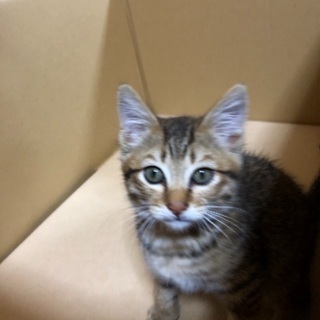 3ヶ月の子猫里親募集中 - 雲仙市