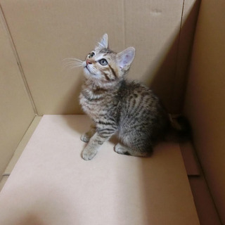 3ヶ月の子猫里親募集中 − 長崎県