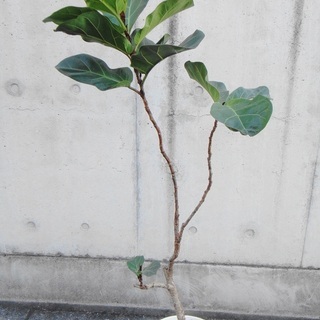  激安！早い者勝ち！枝分かれがおしゃれな観葉植物 カシワバゴム ...