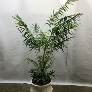 高級ホテル特注！フェイクグリーン 人工観葉植物 人工樹木 高さ2...