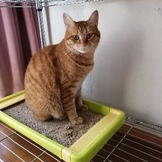 茶トラ、オス、2歳