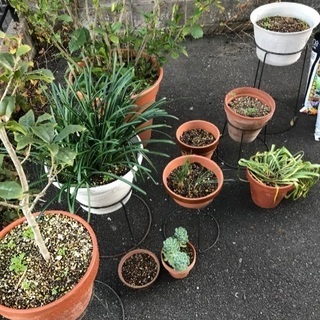 鉢植え譲ります
