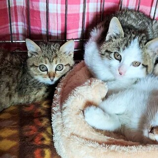 廃墟で生まれた３兄妹（1.5ヵ月）