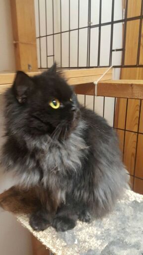 PEPPY ケージ用ステップ ショート・5個 ※ケージは別売りです。猫